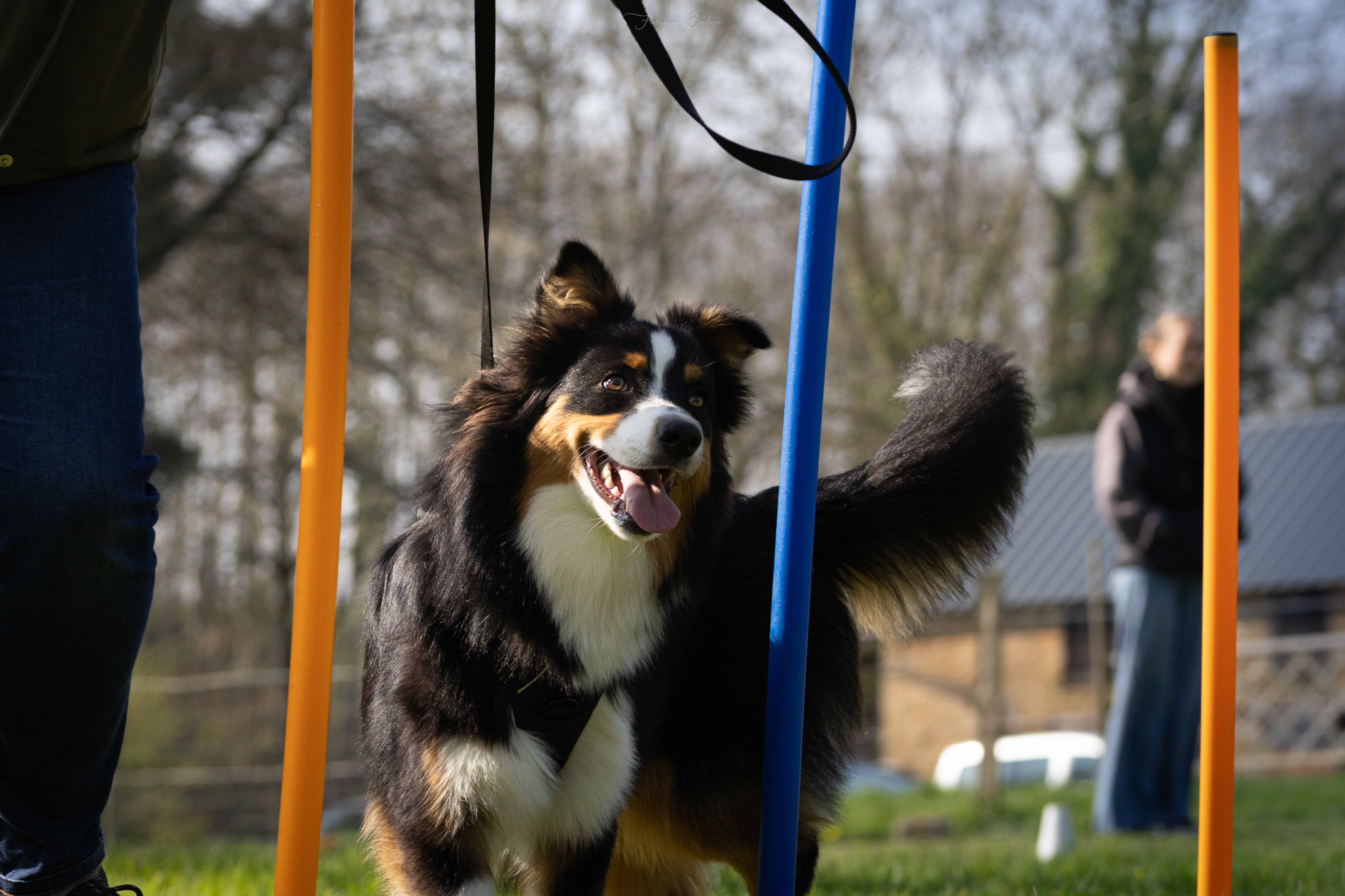 Photo 1 — Emilie Crolard - Auranimalis