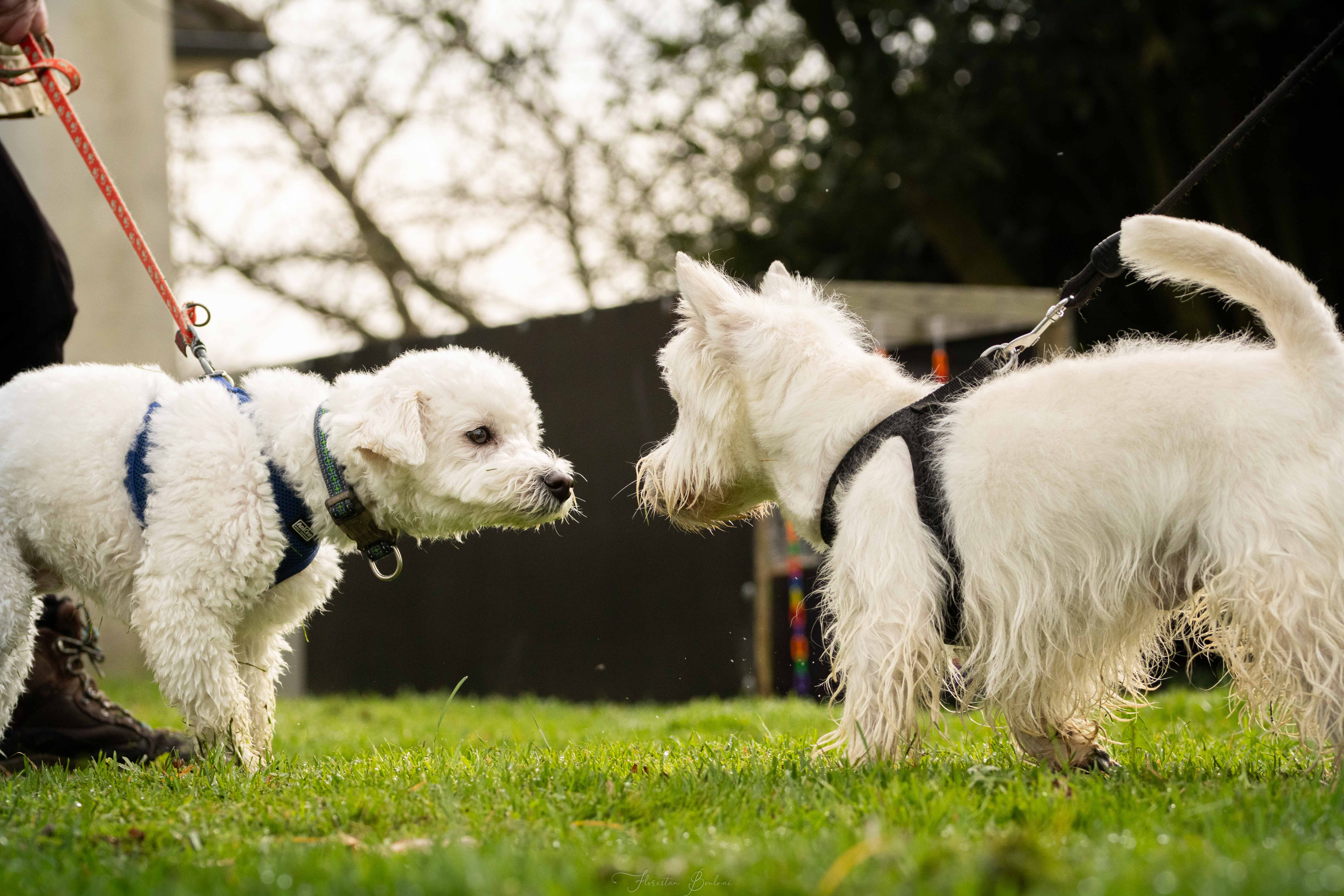 Photo 4 — Emilie Crolard - Auranimalis