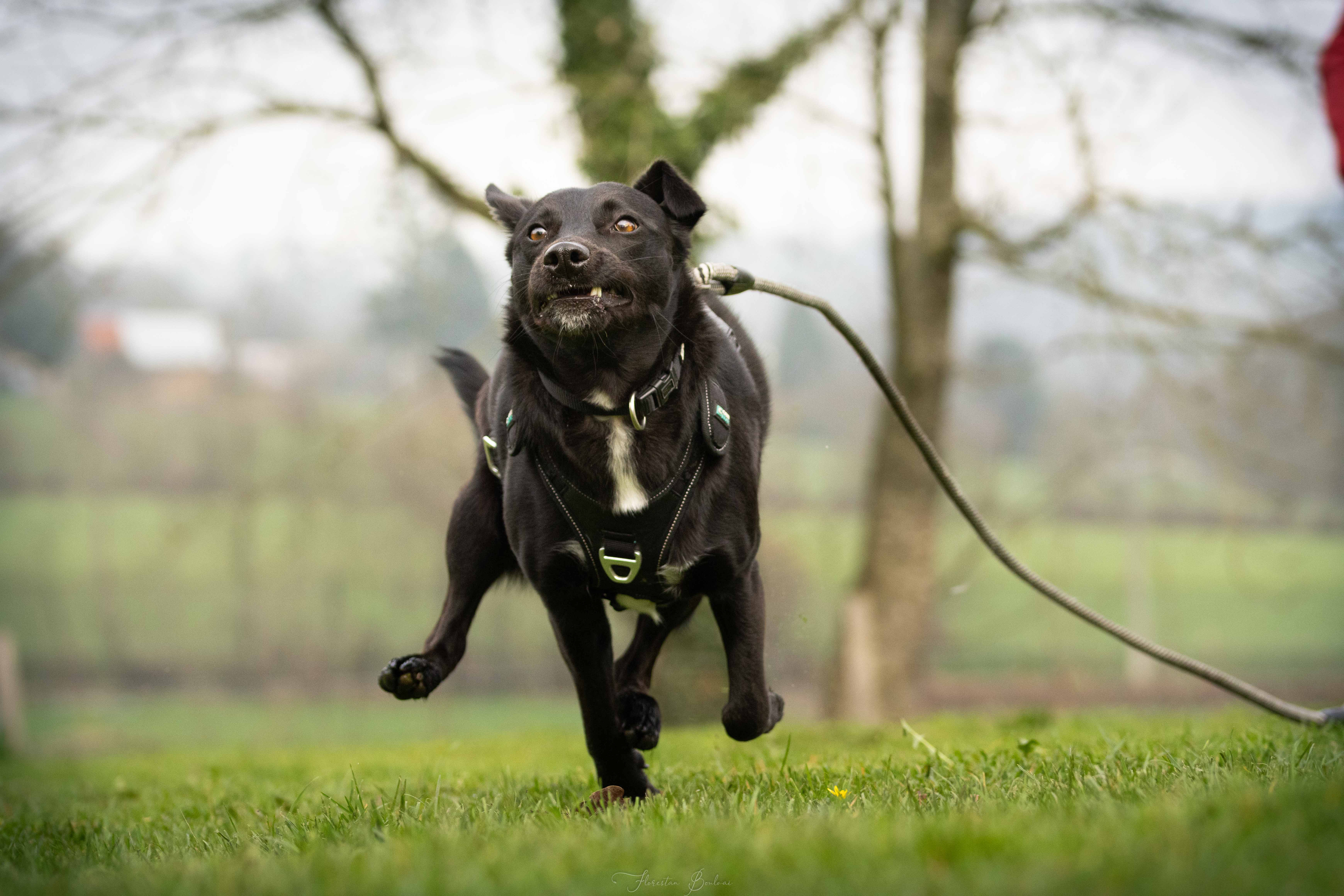 Photo 5 — Emilie Crolard - Auranimalis